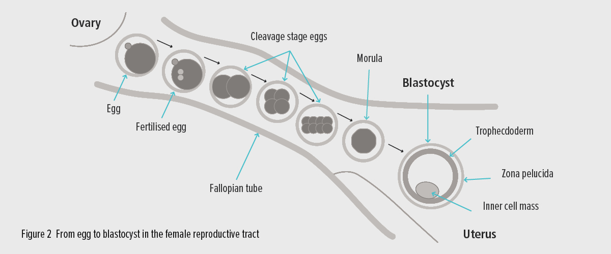 Fig. 2 - Blastocyst culture